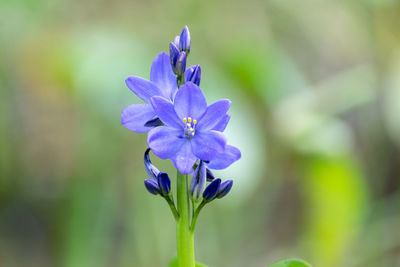 Close-up of purple flowering plant