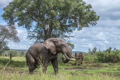 Elephant in a field