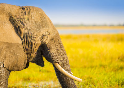 Close-up of elephant on field