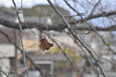 Close-up of dry leaves on branch during winter