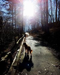 Dog in forest against sky