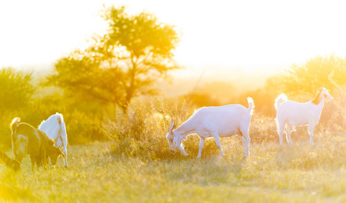 Horses grazing in a field