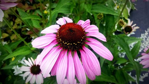 Close-up of pink flower