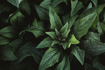 Full frame shot of fresh green leaves