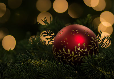 Close-up of christmas tree at night