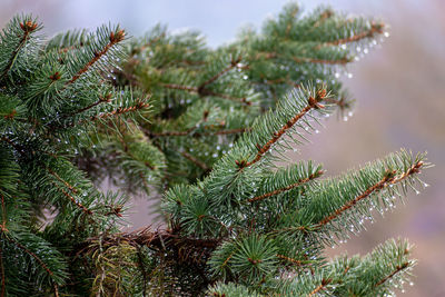 Evergreen tree and waterdrops