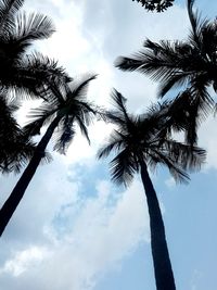 Low angle view of silhouette coconut palm tree against sky