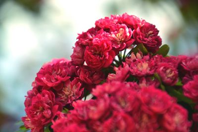 Close-up of pink flowers