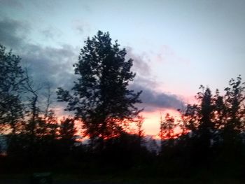 Low angle view of silhouette trees against sky during sunset