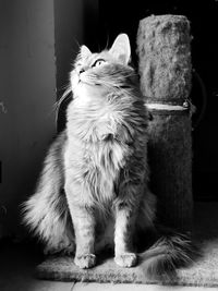 Close-up of a cat looking away