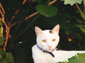 Close-up portrait of a cat