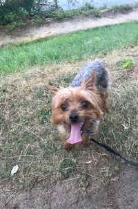 Portrait of dog on field