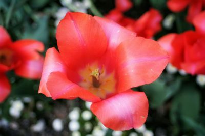 Close-up of red flower