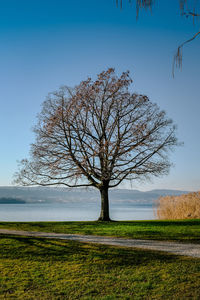 Bare tree on field against sky