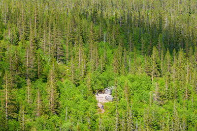 High angle view of trees in forest