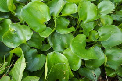 Full frame shot of water drops on plant