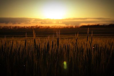 Wheat field against sky during sunset