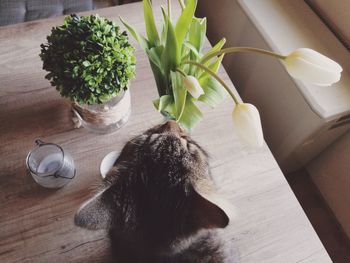 Close-up of cat by vase on table at home