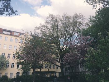 Trees in city