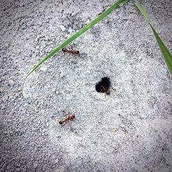 High angle view of ant on wall