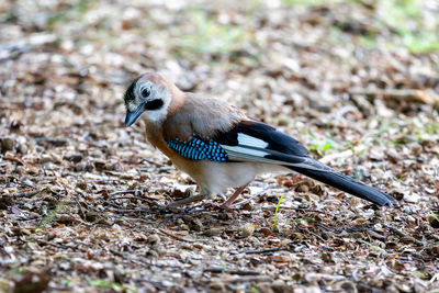 Close-up of bird on land