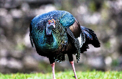 Close-up of a bird on a field