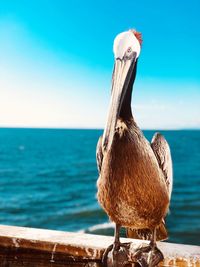 Close-up of pelican on pier by sea against blue sky