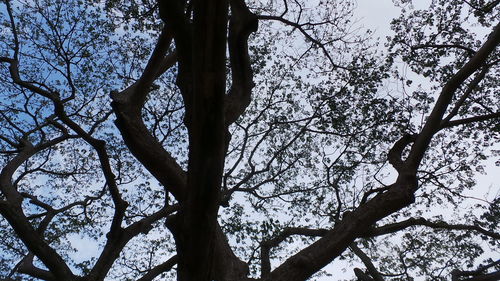 Low angle view of tree against sky