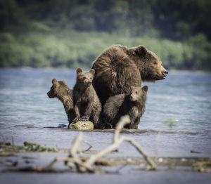 Bears standing on rock in lake