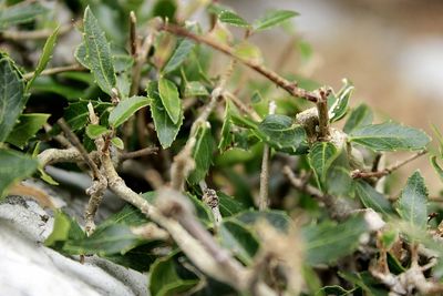 Close-up of insect on plant