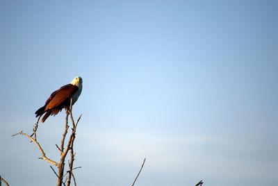 Low angle view of eagle perching against clear sky