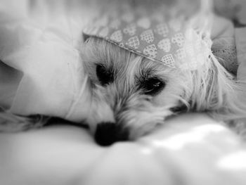 Close-up portrait of a dog