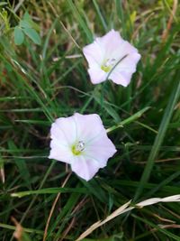 High angle view of white flower blooming outdoors