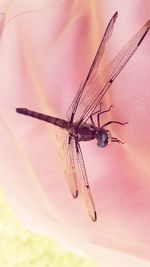 Close-up of fly on flower