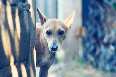 Portrait of a dog