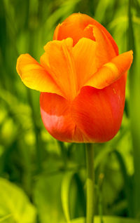 Close-up of orange tulip