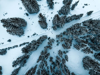 High angle view of snow covered trees on field