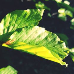 Close-up of fern leaf