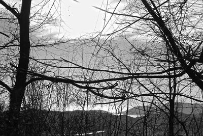 Low angle view of silhouette bare trees against sky