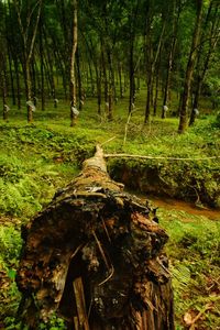 Trees growing in forest