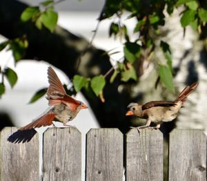 Close-up of bird perching on wood