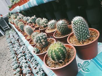 High angle view of potted plants