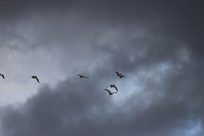 Low angle view of birds flying against sky