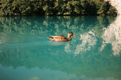 A duck swimming in a turquoise colered lake