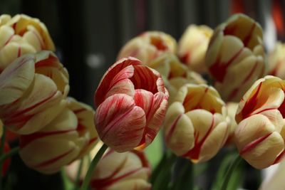 Close-up of tulips blooming outdoors