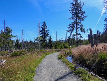 Road amidst trees against sky