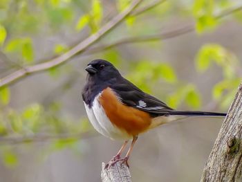 Close-up of bird perching on a branch