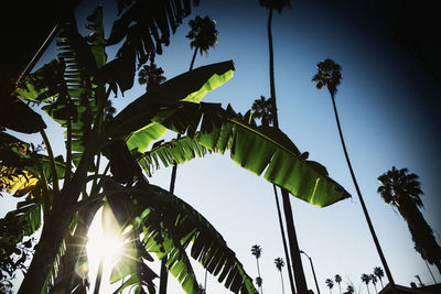 Low angle view of trees against clear sky