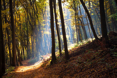 Sunlight streaming through trees in forest