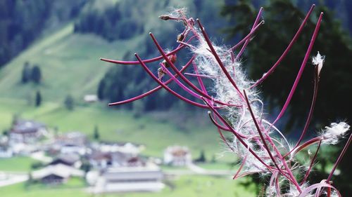 Close-up of plant against blurred background